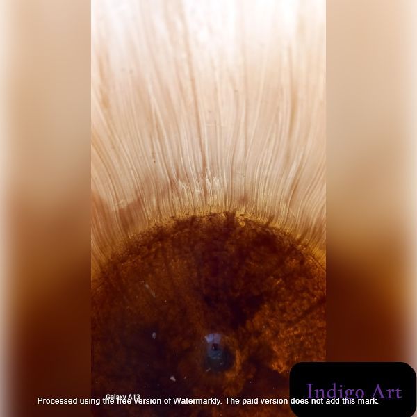 Διαθέσιμο Image